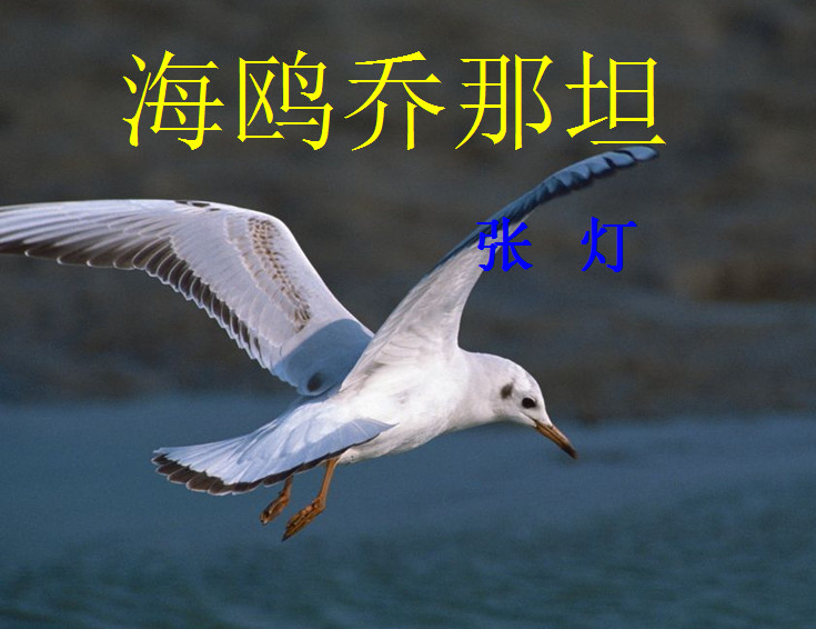 海鸥乔那坦ppt|海鸥乔那坦教学课件免费版