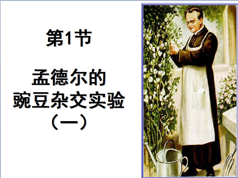 孟德尔的豌豆杂交实验一ppt|孟德尔的豌豆杂交