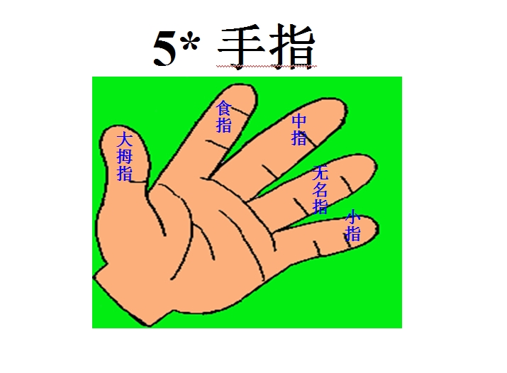 手指ppt课件|六年级下册手指课件免费下载