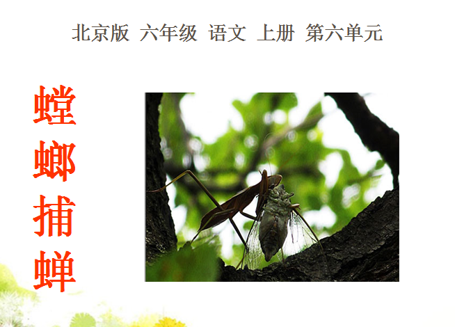 螳螂捕蝉ppt课件|螳螂捕蝉课文教学课件免费版