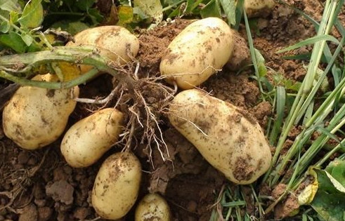 土豆种植技术视频|马铃薯种植技术培训免费下