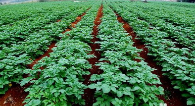 土豆种植技术视频|马铃薯种植技术培训免费下