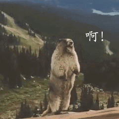 土拨鼠表情包|土拨鼠大叫表情包gif免费下载-东坡下载