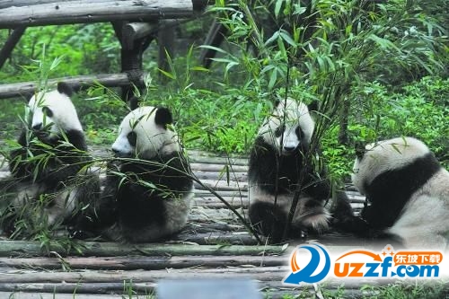 成都旅游景点大全下载|成都旅游景点(成都旅游