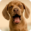 �����Ц��Ƶ2.0.5 ��׿���°�