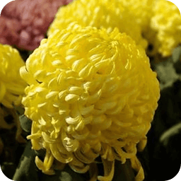 ����������һ�����;�1.25 ��׿�ֻ���