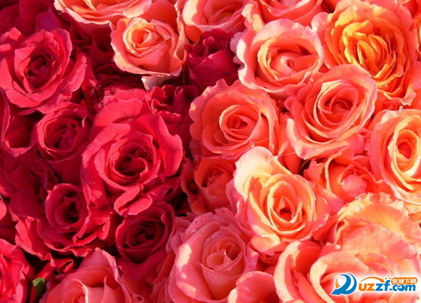 七夕玫瑰花图片素材