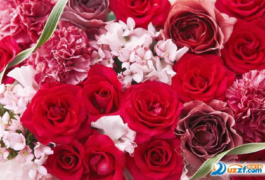 七夕玫瑰花图片素材