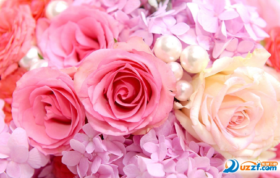 七夕玫瑰花图片素材