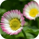 ����������ʶapp1.0.0��׿רҵ��