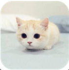 ��������1.96 ��׿��